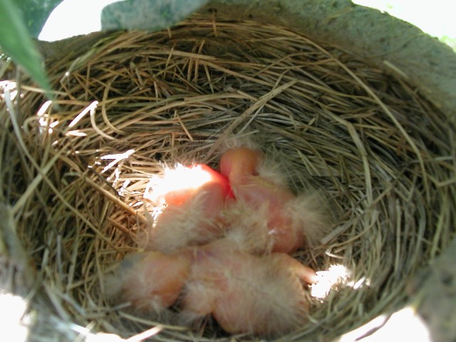 A Surprise On The Deck
