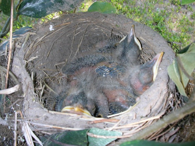 Baby Birds