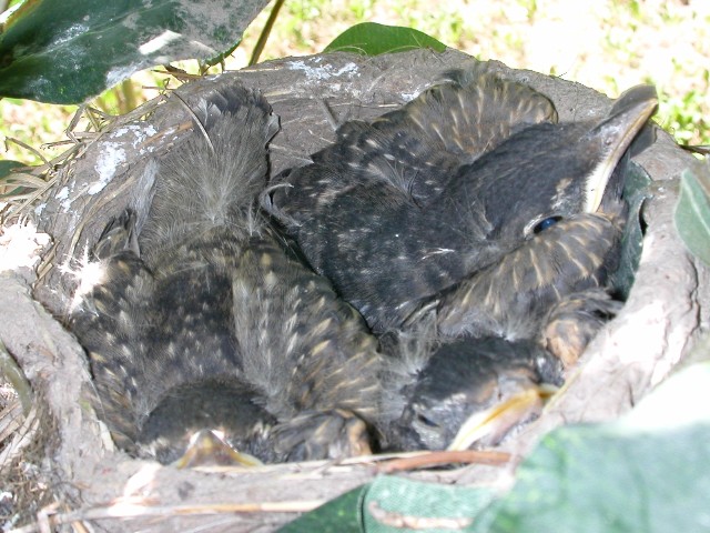 Baby Birds