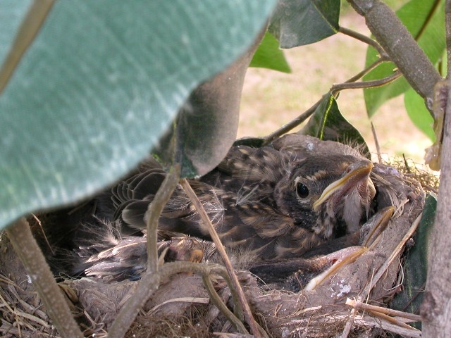Baby Birds