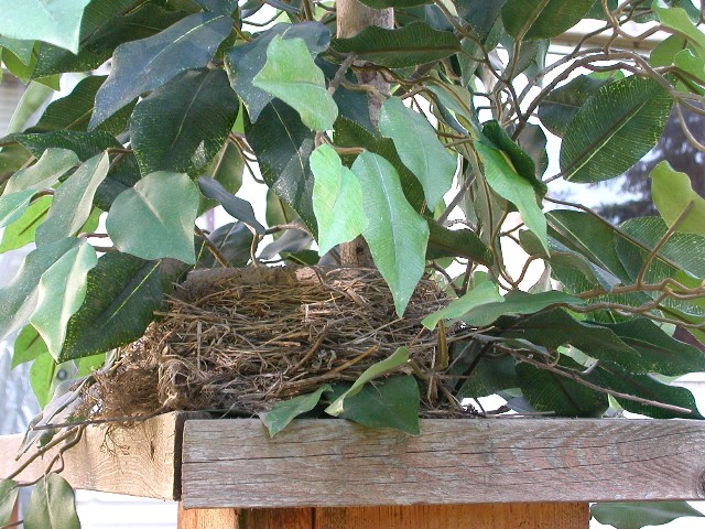 A Surprise On The Deck