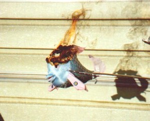 Flaming Fish
