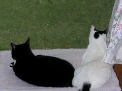 Where Are The Birds?