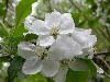 Apple Blossoms in May