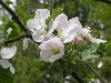 Apple Blossoms in May