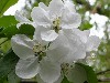 Apple Blossoms in May>
   </a> 

<a href=