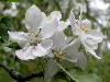 Apple Blossoms in May