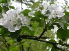 Apple Blossoms in May