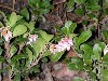 Bearberry Blossoms