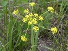 Biscuitroot In Bloom