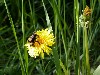 Bumblebee On Dandelion