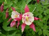 Columbines In Bloom