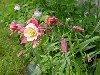 Columbines In Bloom