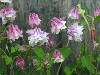 Columbines In Bloom