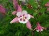 Columbines In Bloom
