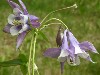Columbines In Bloom