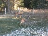 Deer in the Yard