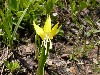 Glacier Lily