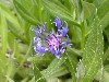 Knapweed