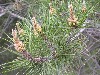 Lodgepole Pine Cones