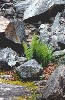 Ferns Among The Rocks