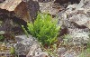 Ferns Among The Rocks