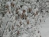Snow On The Branches