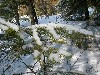 Snow on Branches