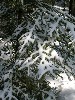 Snow on Branches