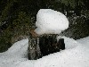 Stump in Snow