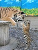 Tigers