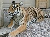 Tigers