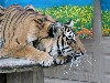 Tigers