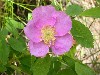 Wild Rose